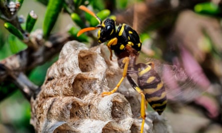 A black-and-yellow paper wasp builds a honeycomb-shaped paper nest in a branch of shrubbery.