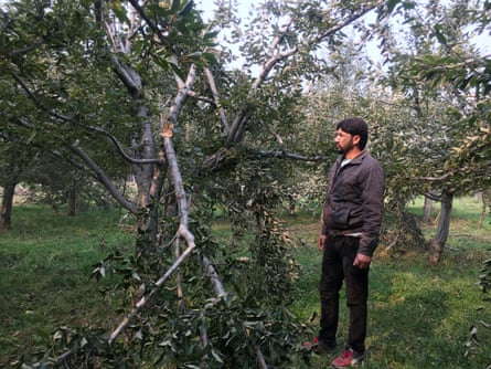 Nawaz Ahmad Thoker surveys his apple trees after heavy snowfall in October