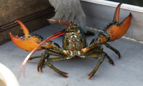 A lobster rears its claws after being caught off Spruce Head, Maine.