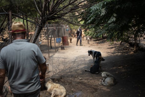 Hamze walks with some of his rescue dogs among the pens at the shelter