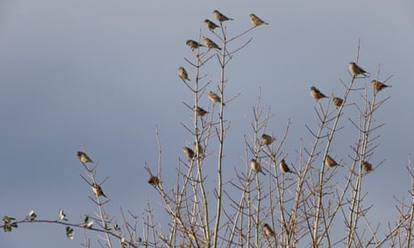 Eurasian linnets (Carduelis cannabina) perched in bare tree