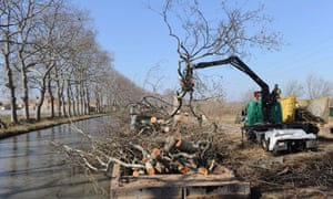 Workers in 2012 removing plane trees in Villeneuve-les-Beziers along the Canal du Midi.