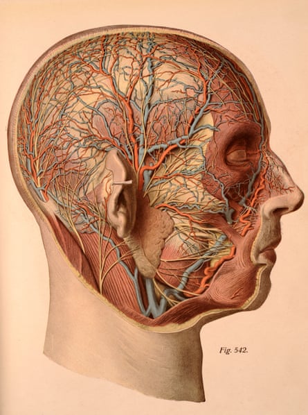 The Vagus nerve and how important is it to my overall Health?
