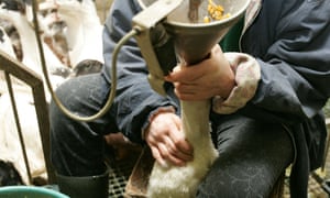 A French farmer holds a funnel to force-feed a duck using the traditional method to produce of foie gras