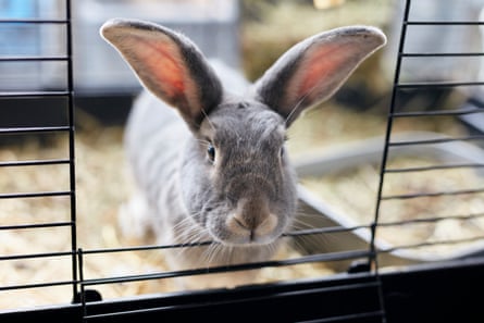 Pet rabbits in hutch