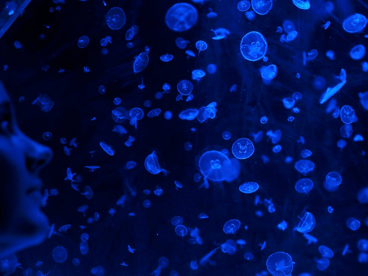 Is It Okay For Vegetarians To Eat Jellyfish Science The Guardian Is It Okay For Vegetarians To Eat Jellyfish Science The Guardian
