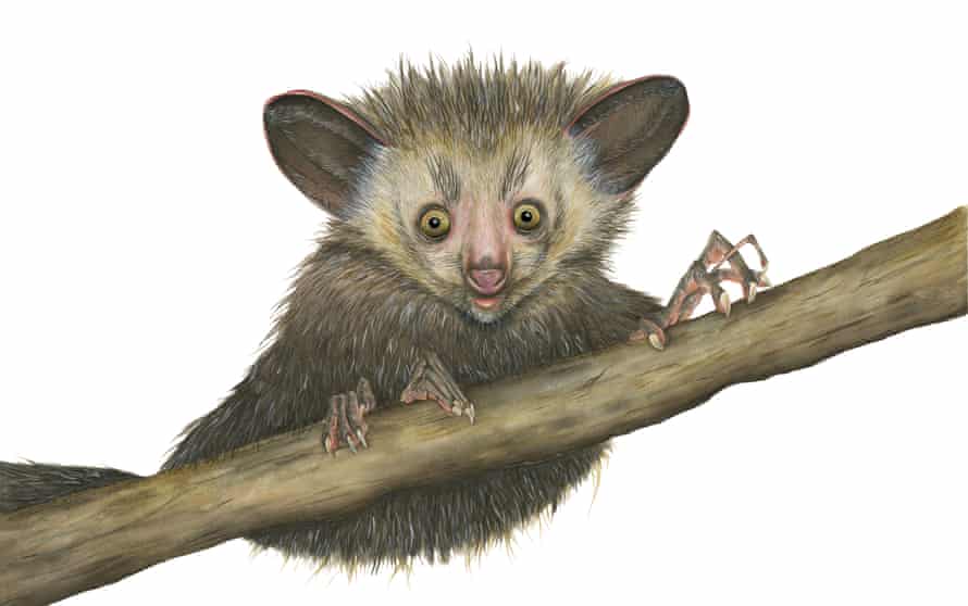 Aye-aye illustration