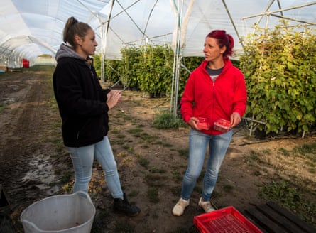 Raspberry pickers from Romania and Bulgaria pick the farm’s produce until nearly November