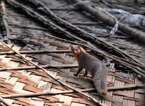 An Indian grey mongoose climbs over the broken bamboo mat roof of a house in Tehatta, West Bengal, India