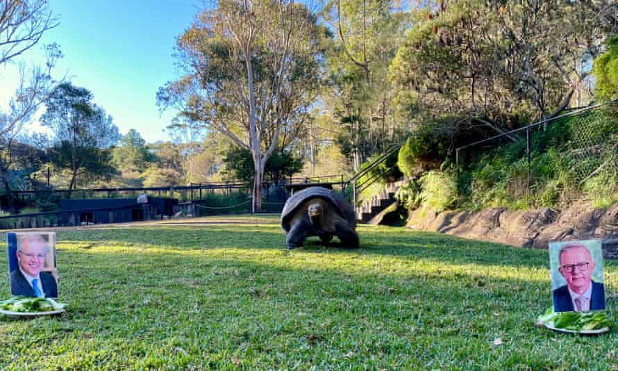 Hugo the tortoise deals with electoral indecision.