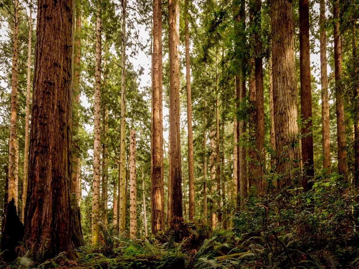 Europe S First Redwood Forest Planted At Eden Project Trees And Forests The Guardian Europe S First Redwood Forest Planted At Eden Project Trees And Forests The Guardian
