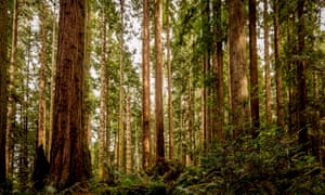 The last of the world’s most massive trees now live on just 73 groves scattered across the Sierras.