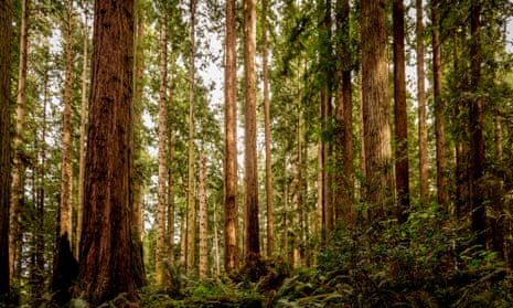 Redwood national park in California.