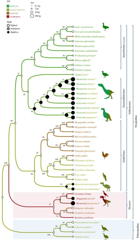 The most parsimonous tree of the relationships between extinct and living Galloanserae retrieved by Worthy et al.’s analyses. Body size is shown by circle size, flight ability by circle shading and diet is indicated by branch colour