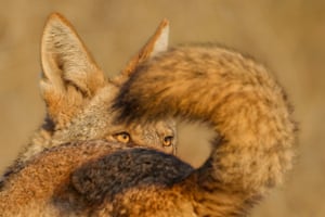 The face of a coyote is framed by the circle of another coyote’s tail