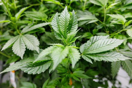 Close up on cannabis plants