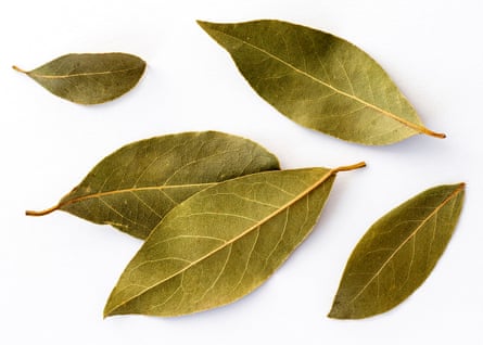 Baying for more: Close-up of dried bay leaves for cooking on a white background. 