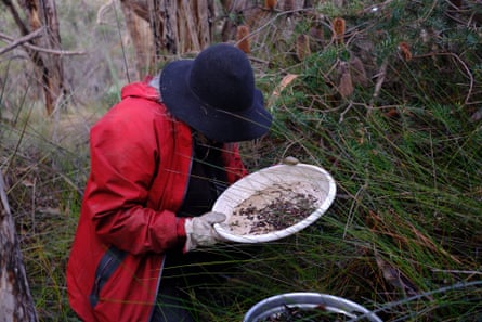 A researcher samples elevated leaf litter in the understory of a forest by a creek line on Kangaroo Island in the search for assassin spiders.