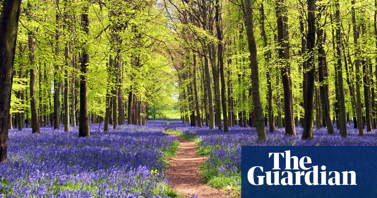 10 great places to see bluebells in the UK this spring – chosen by readers