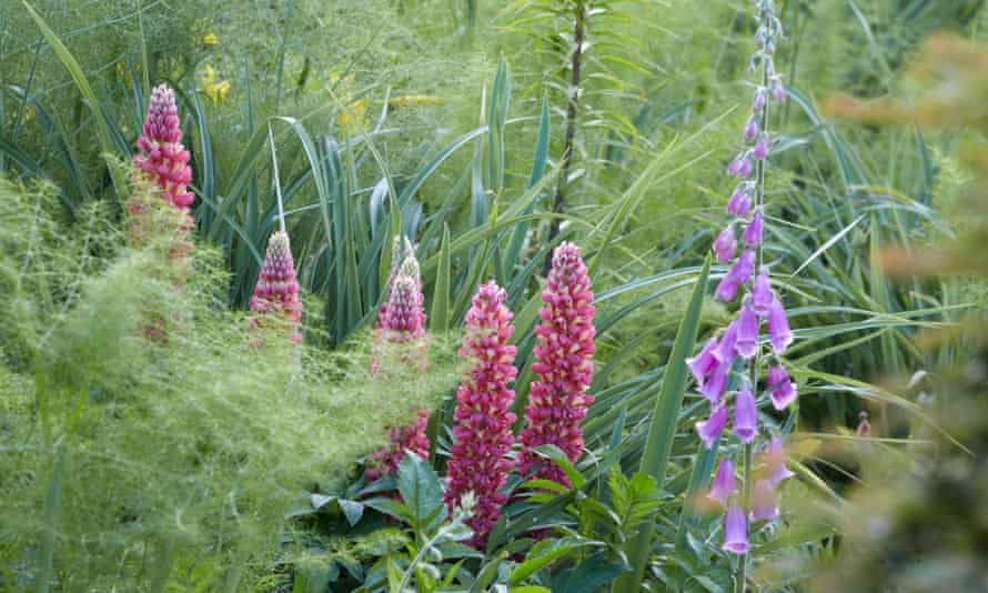 Gardens Weeds To Love And Loathe Gardens The Guardian