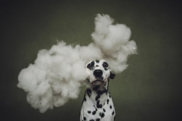 A dalmatian with its head surrounded by white cotton