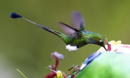 A hummingbird in Nanegalito, in the Choco Andino de Pichincha forest area, northwest of Quito, Ecuador, on 17 November 2022.