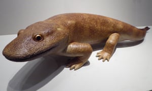 An early tetrapod from Scotland. 