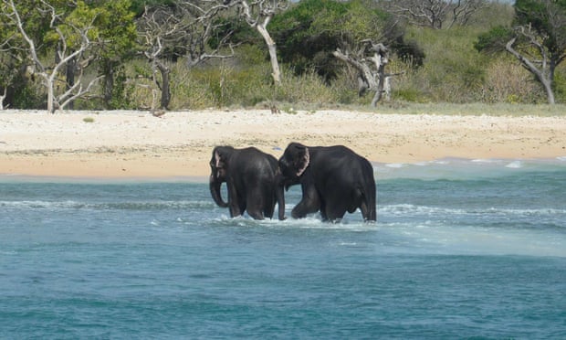 Two elephants walk back to shore after being rescued by Sri Lankan navel personnel.