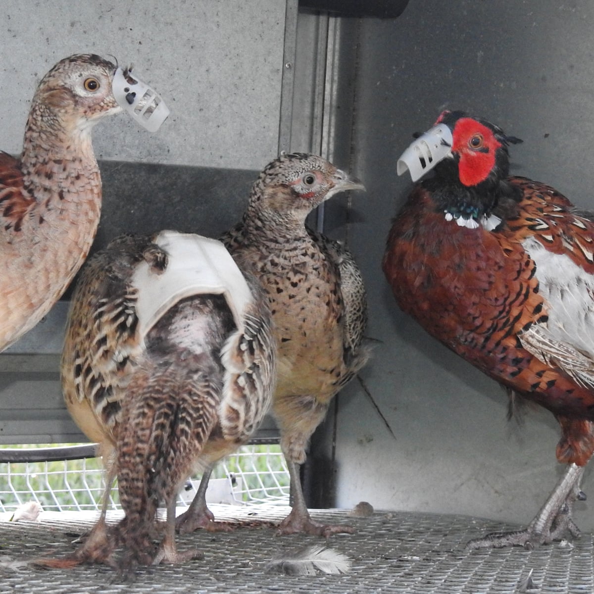 Game birds subject to 'cruel' conditions, undercover footage shows |  Environment | The Guardian