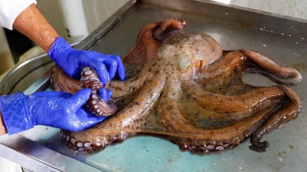 An octopus being weighed