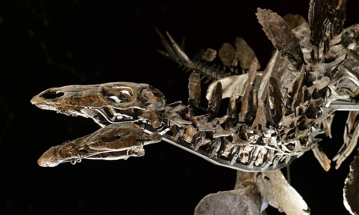 New species of stegosaurus uncovered in Moroccan dig | Dinosaurs | The Guardian