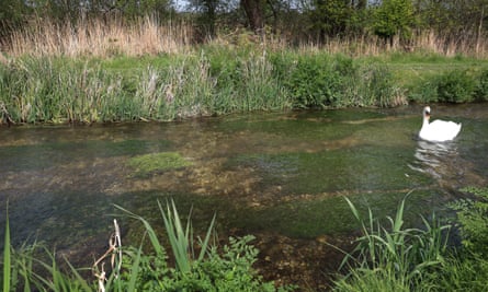 A swan on the River Itchen.