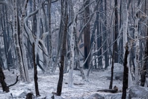 Uma floresta de árvores acinzentadas aparece como se estivesse em uma cena de inverno na esteira das chamas enquanto o fogo ventoso continua a se espalhar ao sul de California Hot Springs.