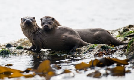 A European otter mother and cub on Yell, Shetland Islands.