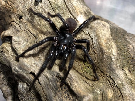 A male atrax christenseni funnel-web spider.