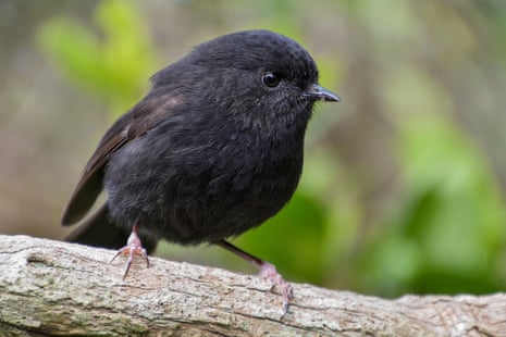 A Chatham Islands black robin perches on a mossy branch, looking sideways