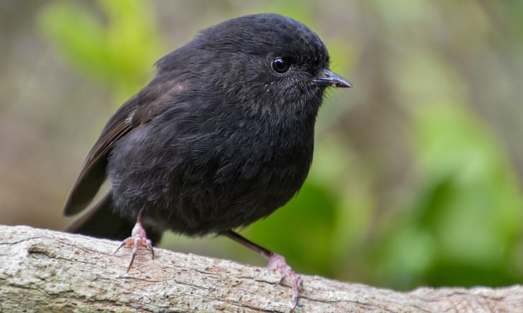 Rare smelly penguin wins New Zealand bird of the year contest A karure, or Chatham Islands black robin pictured on Chatham Island in 2016 is the runner-upPhotograph: Oscar Thomas/AP