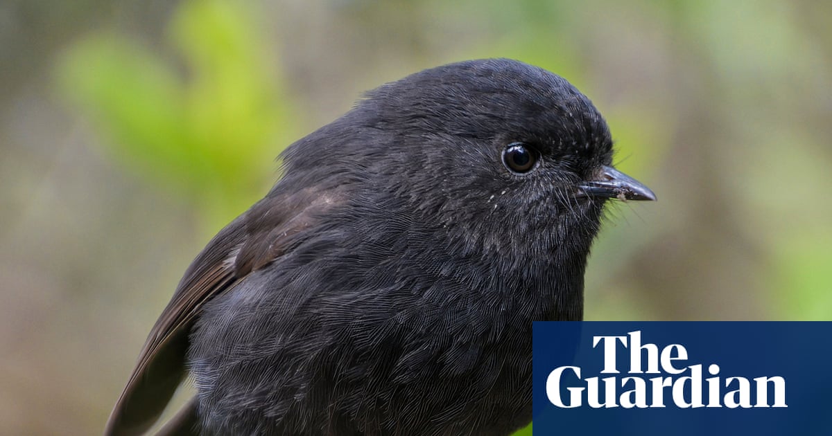 The black robin, once down to just a single breeding pair, wins NZ bird of the year