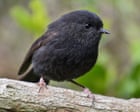 The black robin, once down to just a single breeding pair, wins NZ bird of the year