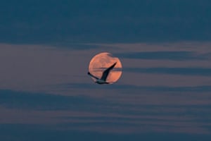 Istanbul, Turkey. A seagull passes in front of the super moon