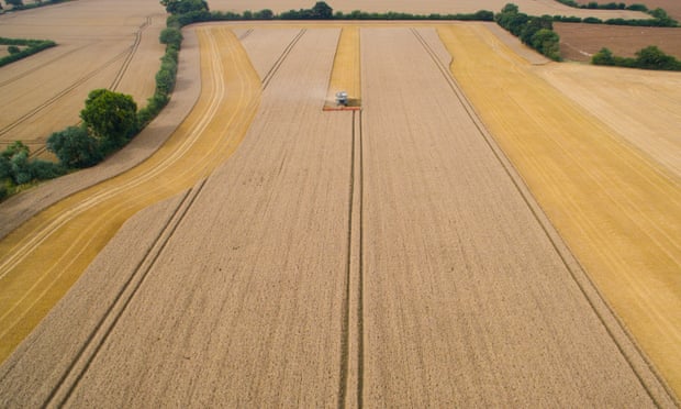 Field of dreams: grains growing in Suffolk.