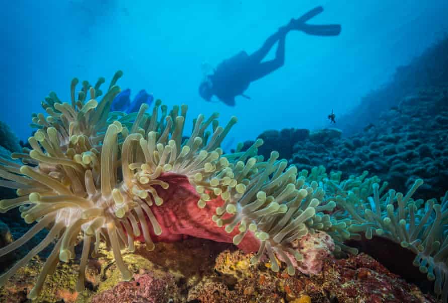 Coral reef off the shore of Tanzania, where scientists have discovered an area where cool water is protecting marine life.