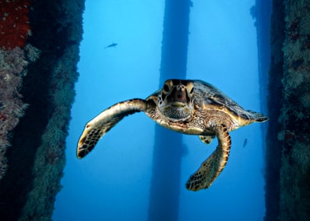 a turtle swims underwater