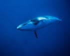 Deepest and most extensive whale graveyard discovered in Indian Ocean