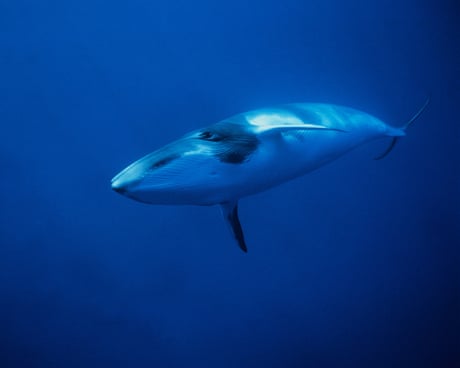 Deepest and most extensive whale graveyard discovered in Indian Ocean