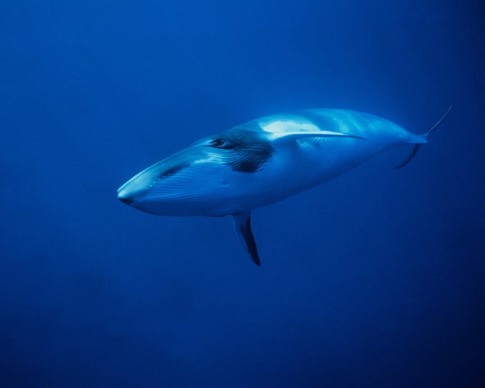 Deepest and most extensive whale graveyard discovered in Indian Ocean