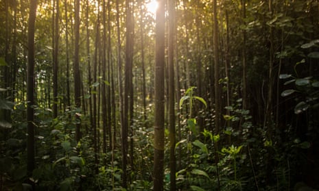 Europe losing forest to harvesting at alarming rate, data suggests, Trees  and forests