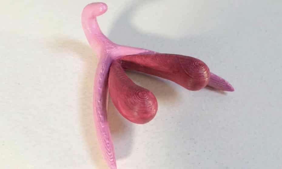 A 3D printer clitoris model