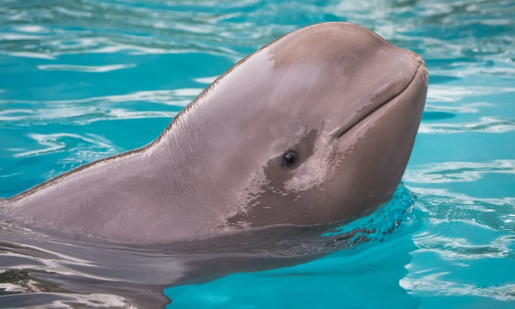 Canada’s Marineland to rehome its whales and dolphins as it seeks a buyer Canada’s Marineland to rehome its whales and dolphins as it seeks a buyer