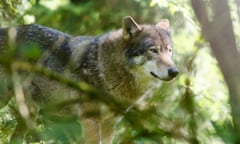 a wolf in the netherlands